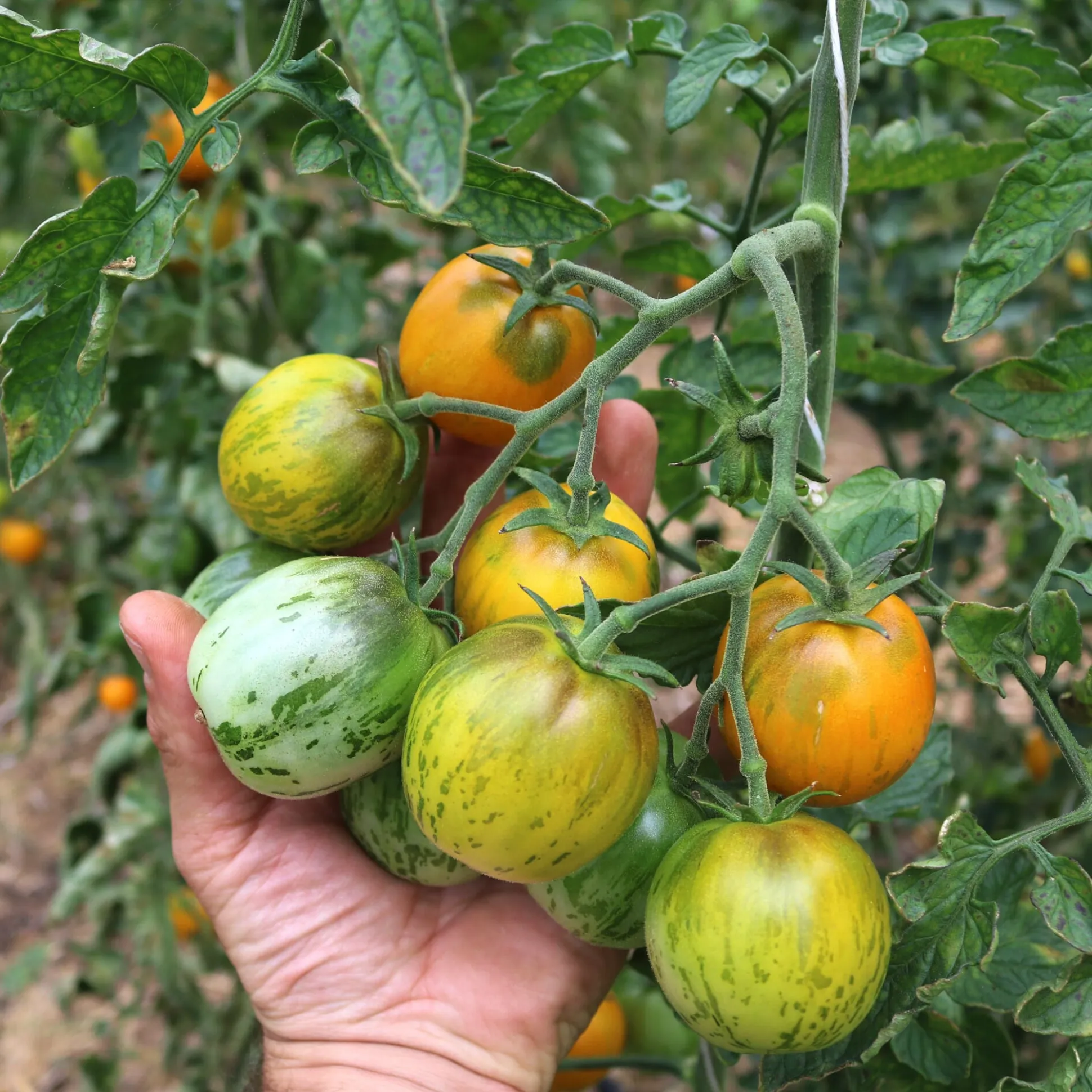 Tomatensaatgut Besonders Wohlschmeckende Sorten