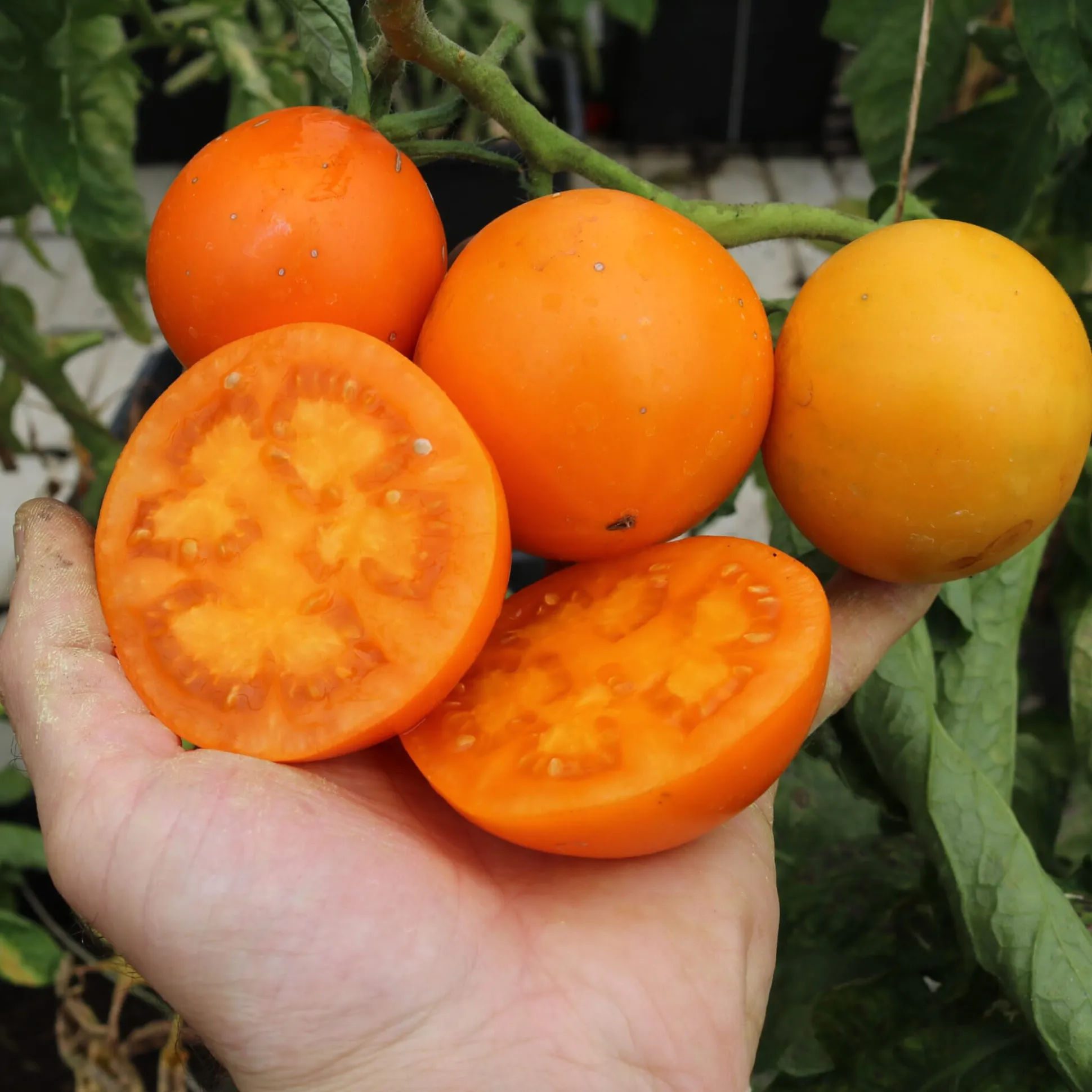 Tomatensaatgut Bewährte Land- und Haussorten