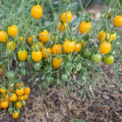 Tomatensaatgut Bewährte Land- und Haussorten