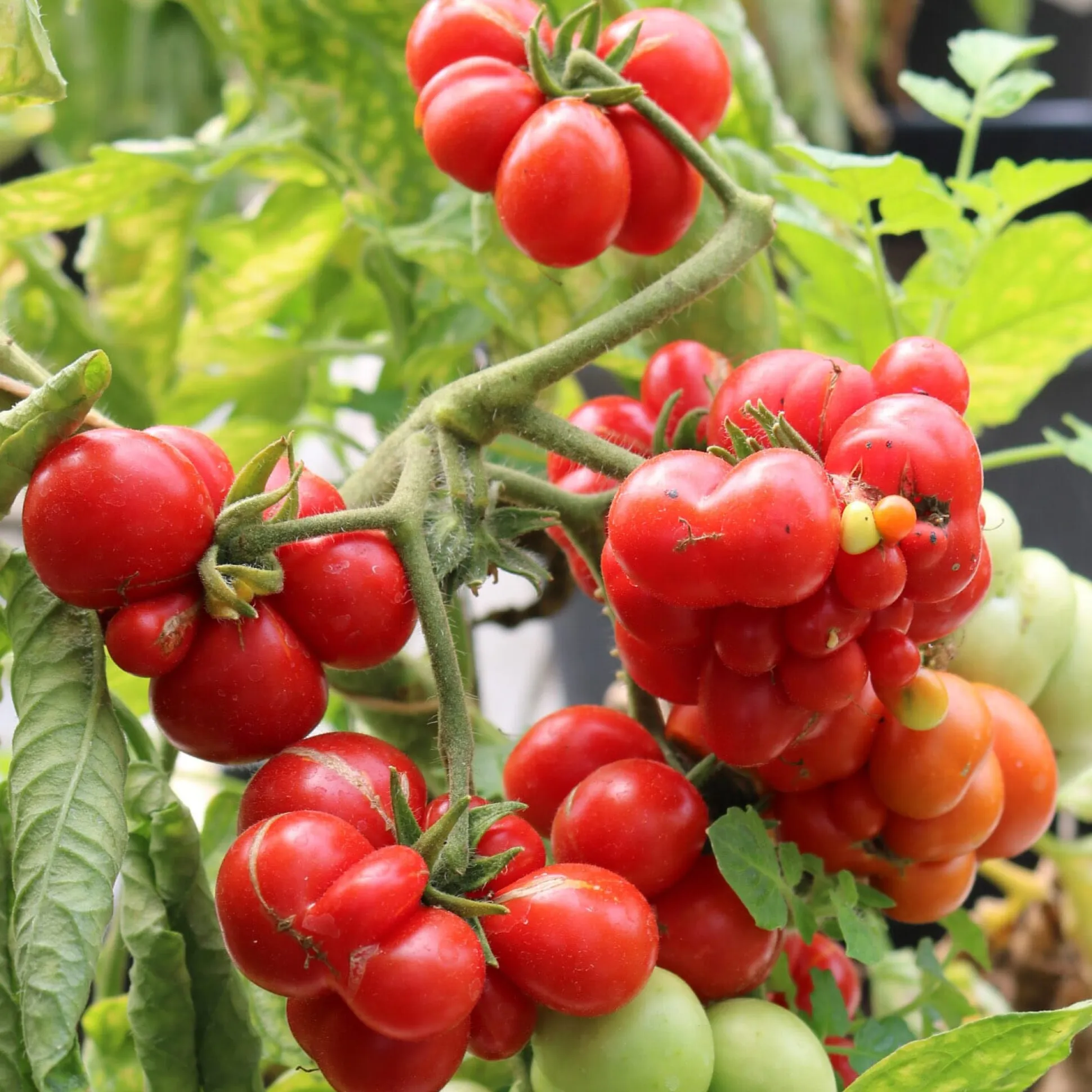 Tomatensaatgut Bewährte Land- und Haussorten