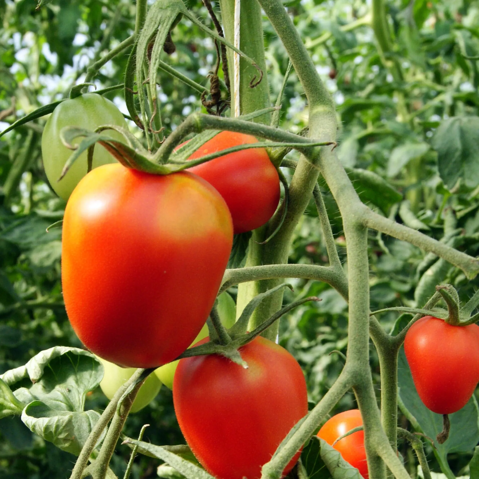 Tomatensaatgut Bewährte Land- und Haussorten