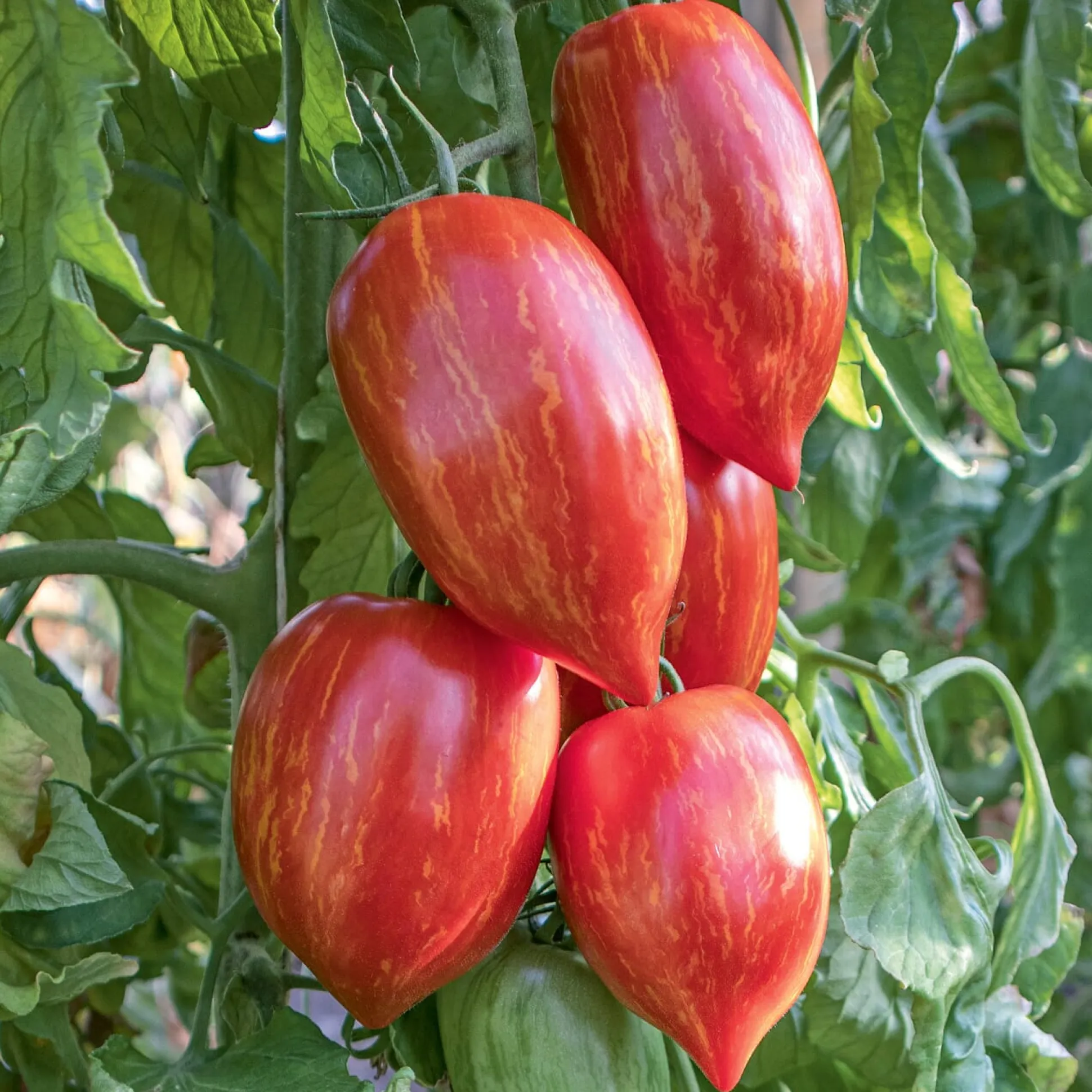 Tomatensaatgut Bewährte Land- und Haussorten