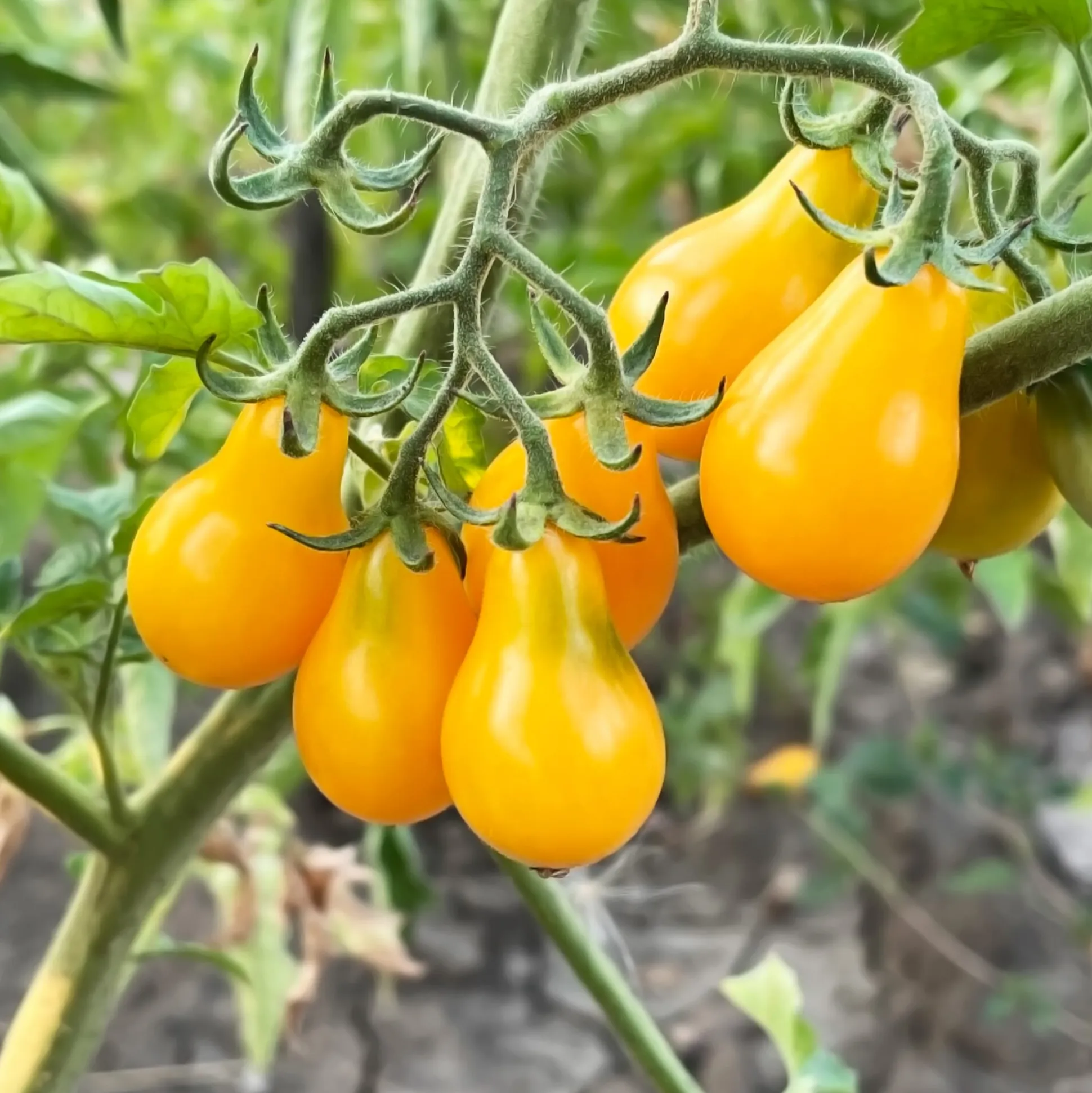 Tomatensaatgut Bewährte Land- und Haussorten