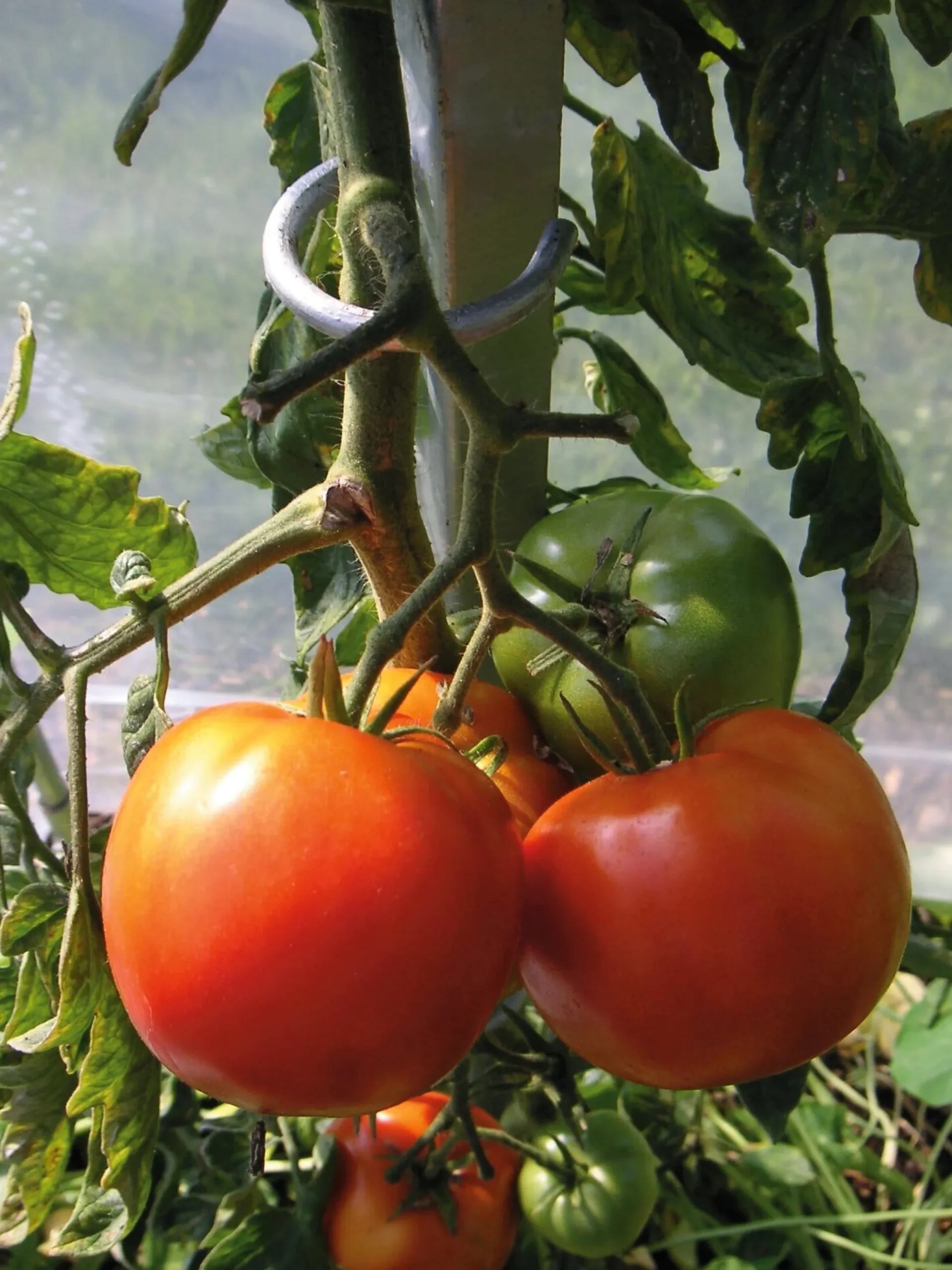 Tomatenstab Stahl verzinkt