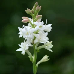 Tuberose The Pearl