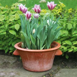 Tulpentopf Terrakotta