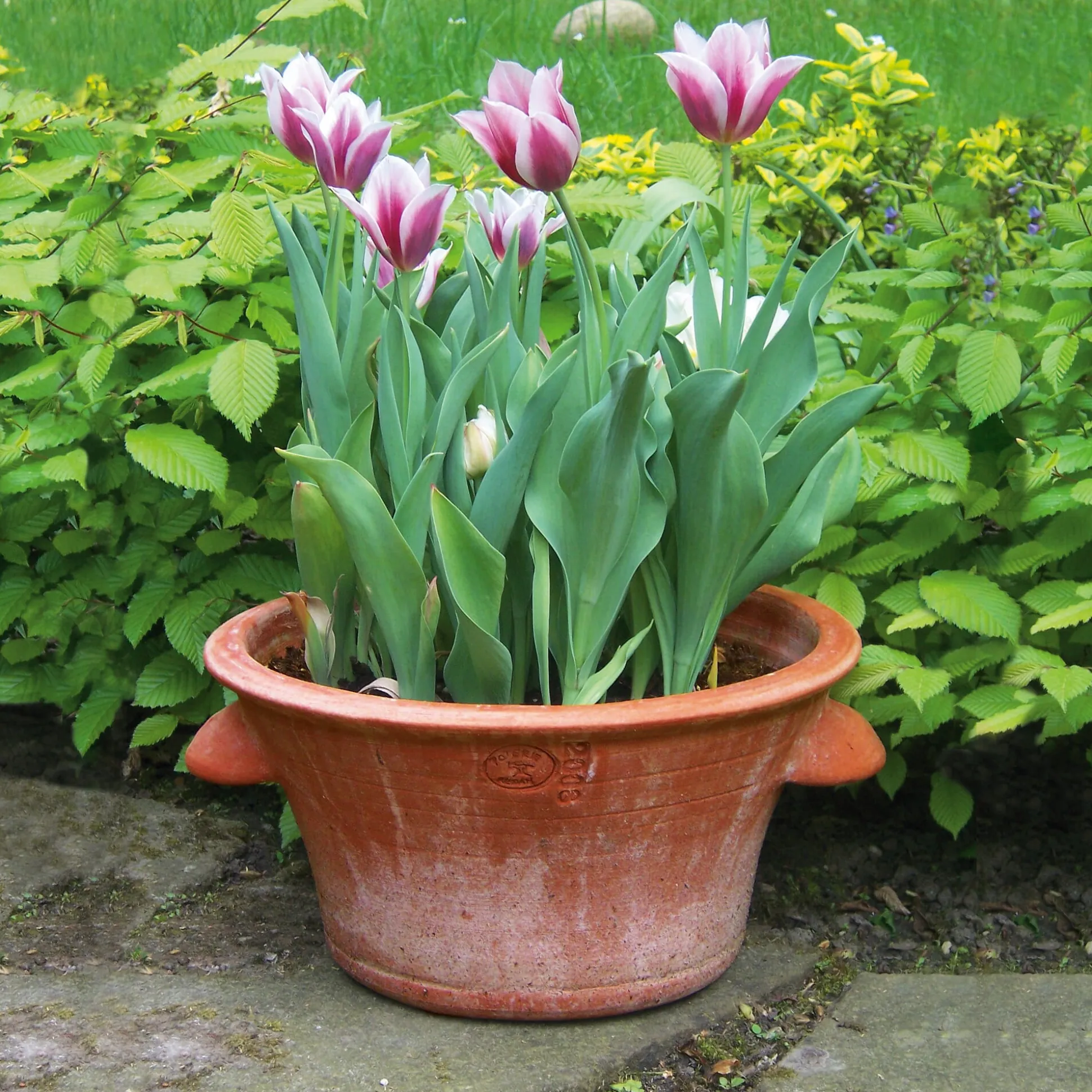 Tulpentopf Terrakotta