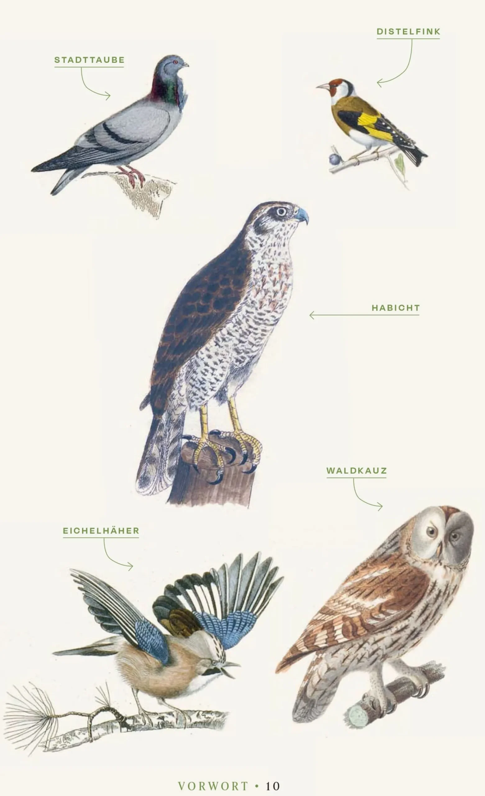 Vögel verstehen