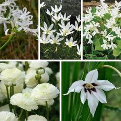 Weißblühende Zwiebelblumen