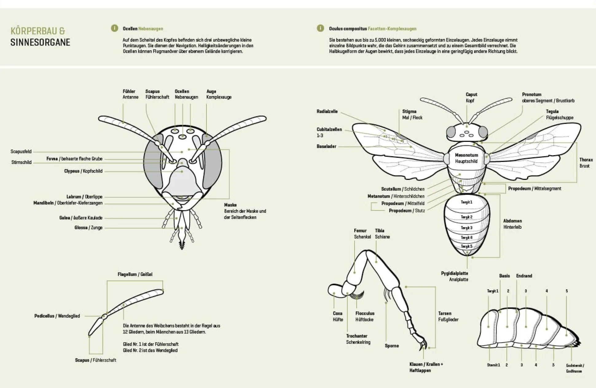 Wildbienenhelfer