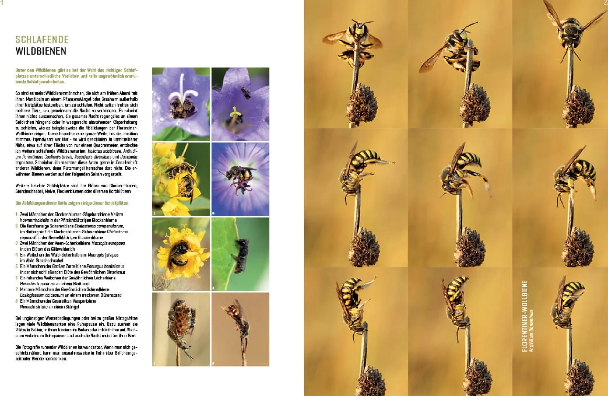 Wildbienenhelfer