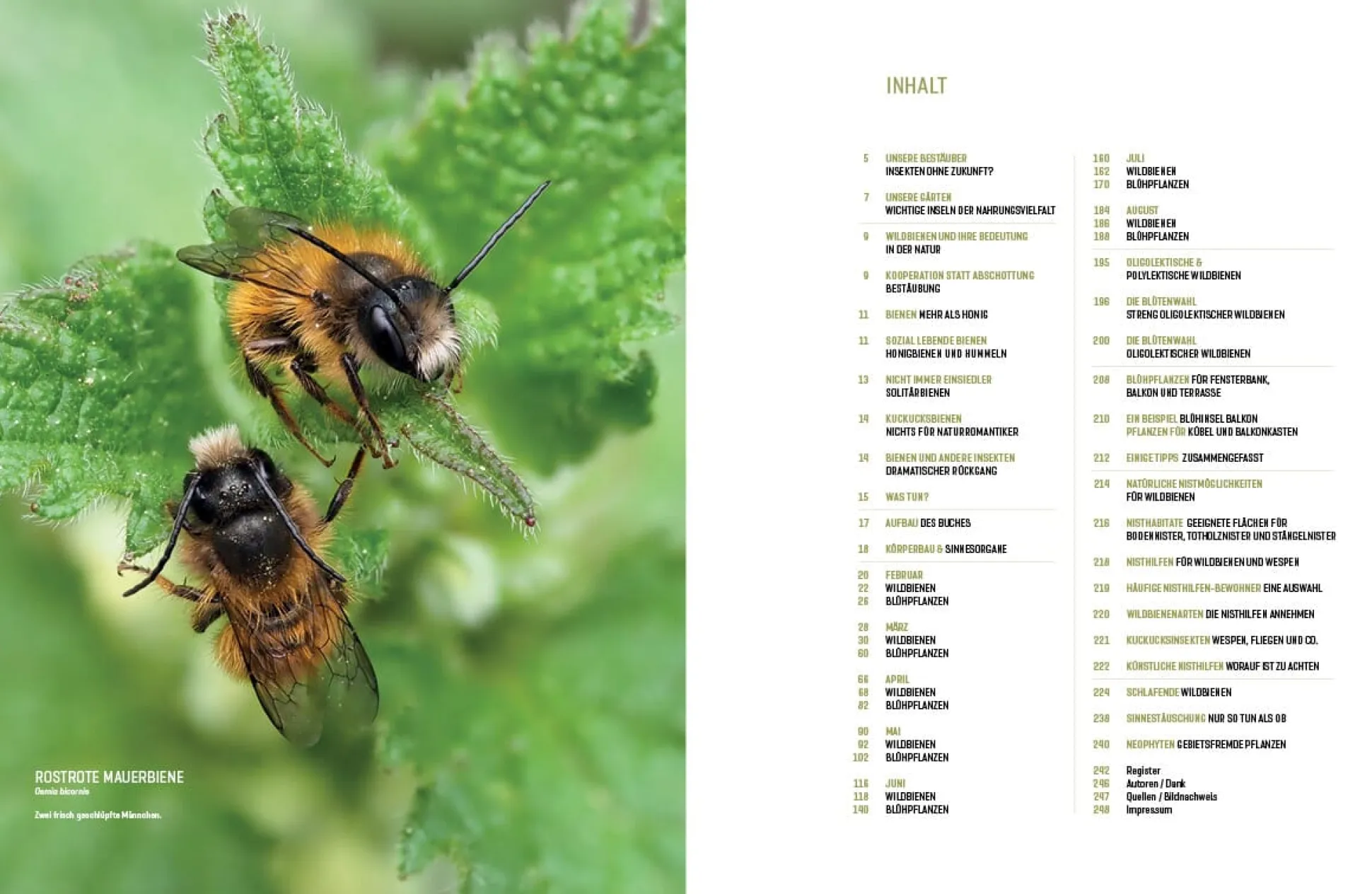 Wildbienenhelfer