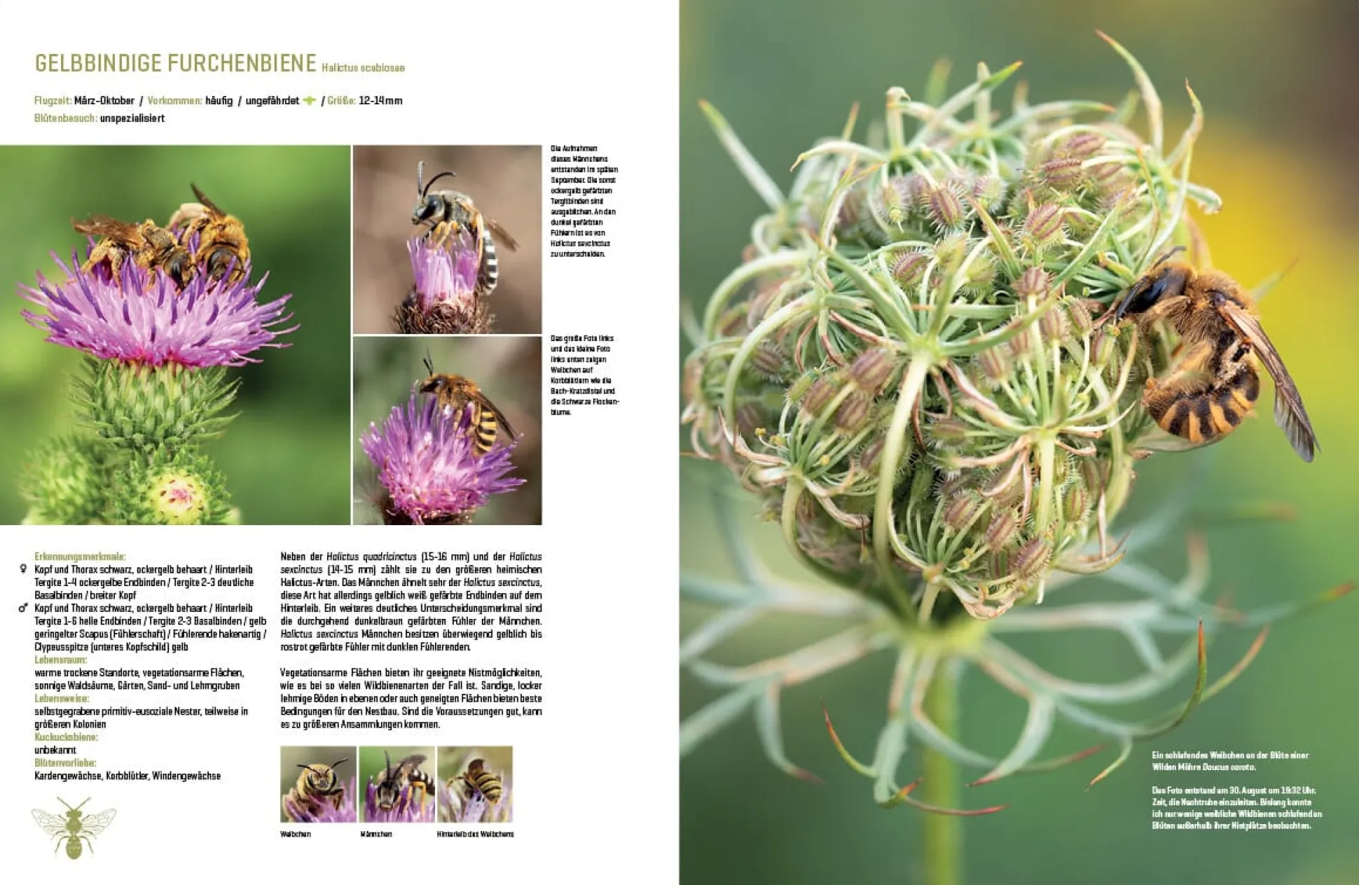 Wildbienenhelfer