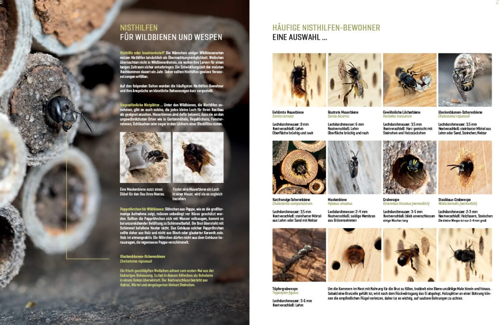 Wildbienenhelfer