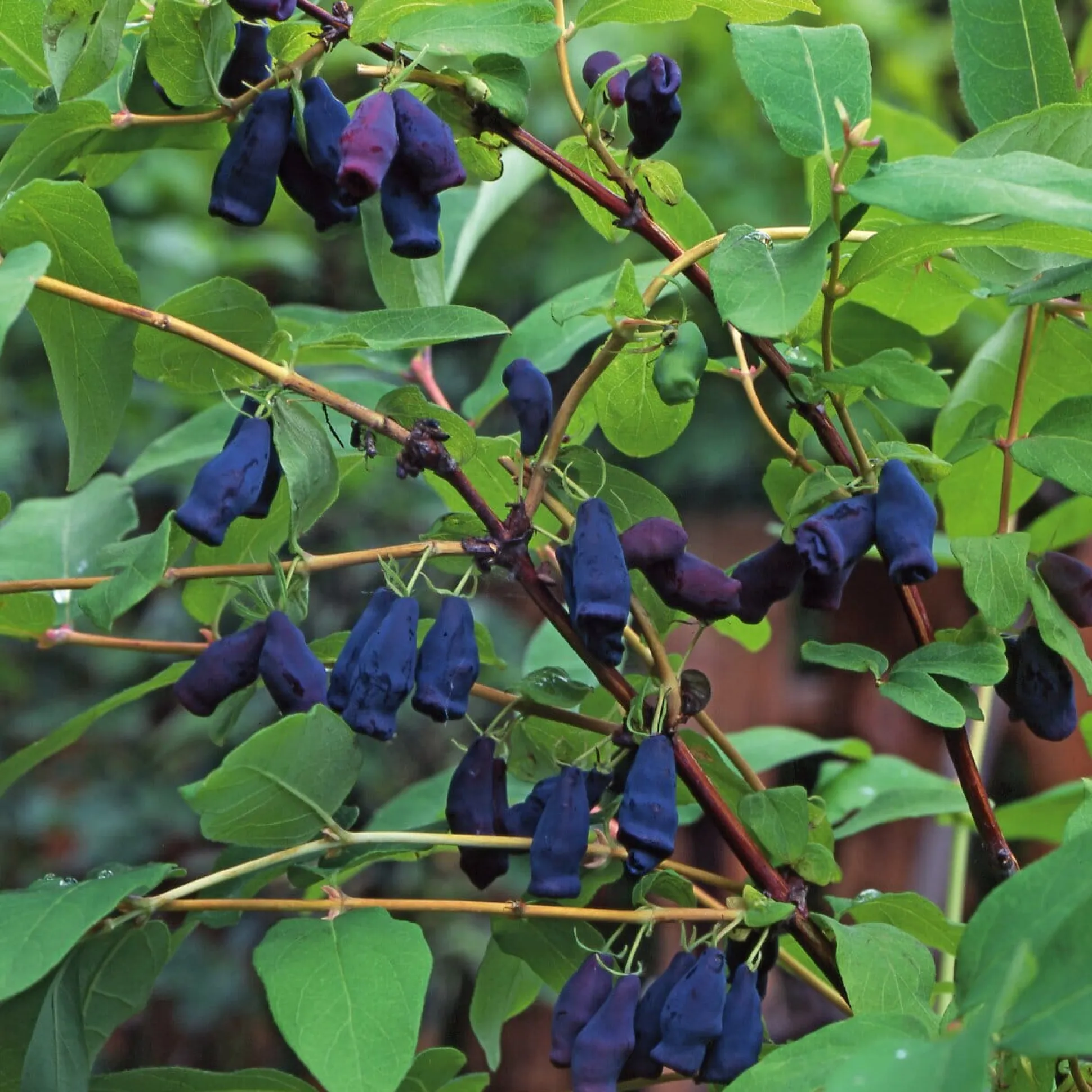 Wildobstgehölz Sibirische Blaubeere