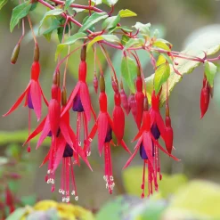 Ziergehölz Winterharte Fuchsie